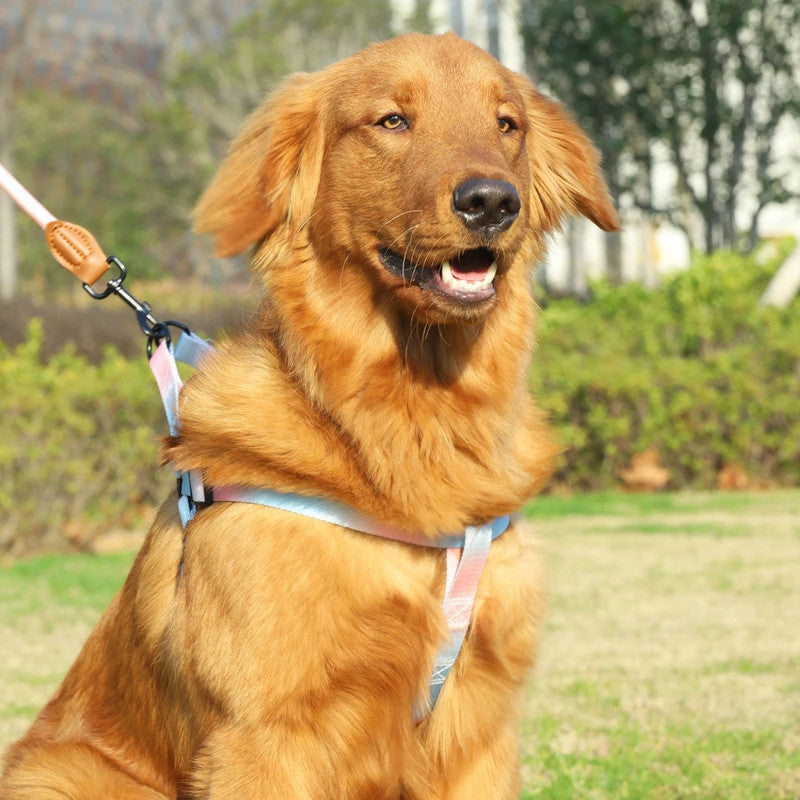 Chest for Dog, Harness for Dogs, Leash Pet Supplies, Puppy Accessories Collars, Harnesses Leashes, Pets Collar