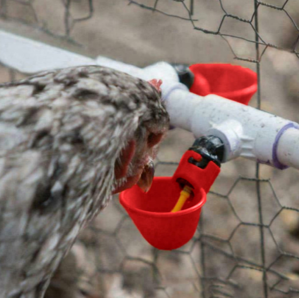 Water Cups For Chickens