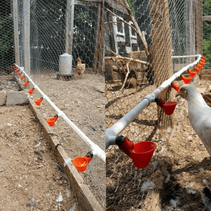 Water Cups For Chickens