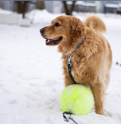 Doggy Jumbo Ball